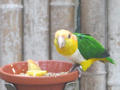 Beeldnr : 86 van 169
Naam : apij_c04.jpg
Folder : fotos/jaren-201x/2016-2/avifauna/10-sep/
Formaat : 900 x 675px
Thumb : 120 x 90px
Richting : Landschap
Bloknr : 2 van 4
Beeldnrs : 51 tm 100
Beelden in blok : 50