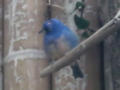 Beeldnr : 87 van 169
Naam : apij_c06.jpg
Folder : fotos/jaren-201x/2016-2/avifauna/10-sep/
Formaat : 900 x 675px
Thumb : 120 x 90px
Richting : Landschap
Bloknr : 2 van 4
Beeldnrs : 51 tm 100
Beelden in blok : 50