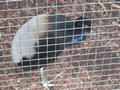 Beeldnr : 88 van 169
Naam : apij_c08.jpg
Folder : fotos/jaren-201x/2016-2/avifauna/10-sep/
Formaat : 900 x 675px
Thumb : 120 x 90px
Richting : Landschap
Bloknr : 2 van 4
Beeldnrs : 51 tm 100
Beelden in blok : 50