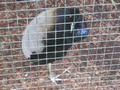 Beeldnr : 89 van 169
Naam : apij_c09.jpg
Folder : fotos/jaren-201x/2016-2/avifauna/10-sep/
Formaat : 900 x 675px
Thumb : 120 x 90px
Richting : Landschap
Bloknr : 2 van 4
Beeldnrs : 51 tm 100
Beelden in blok : 50