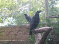 Beeldnr : 99 van 169
Naam : apij_c19.jpg
Folder : fotos/jaren-201x/2016-2/avifauna/10-sep/
Formaat : 900 x 675px
Thumb : 120 x 90px
Richting : Landschap
Bloknr : 2 van 4
Beeldnrs : 51 tm 100
Beelden in blok : 50