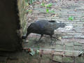 Beeldnr : 100 van 169
Naam : apij_c21.jpg
Folder : fotos/jaren-201x/2016-2/avifauna/10-sep/
Formaat : 900 x 675px
Thumb : 120 x 90px
Richting : Landschap
Bloknr : 2 van 4
Beeldnrs : 51 tm 100
Beelden in blok : 50