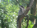Beeldnr : 104 van 169
Naam : apij_c27.jpg
Folder : fotos/jaren-201x/2016-2/avifauna/10-sep/
Formaat : 900 x 675px
Thumb : 120 x 90px
Richting : Landschap
Bloknr : 3 van 4
Beeldnrs : 101 tm 150
Beelden in blok : 50