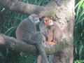 Beeldnr : 106 van 169
Naam : apij_c29.jpg
Folder : fotos/jaren-201x/2016-2/avifauna/10-sep/
Formaat : 900 x 675px
Thumb : 120 x 90px
Richting : Landschap
Bloknr : 3 van 4
Beeldnrs : 101 tm 150
Beelden in blok : 50