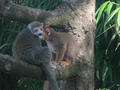 Beeldnr : 107 van 169
Naam : apij_c31.jpg
Folder : fotos/jaren-201x/2016-2/avifauna/10-sep/
Formaat : 900 x 675px
Thumb : 120 x 90px
Richting : Landschap
Bloknr : 3 van 4
Beeldnrs : 101 tm 150
Beelden in blok : 50