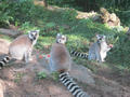Beeldnr : 113 van 169
Naam : apij_c40.jpg
Folder : fotos/jaren-201x/2016-2/avifauna/10-sep/
Formaat : 900 x 675px
Thumb : 120 x 90px
Richting : Landschap
Bloknr : 3 van 4
Beeldnrs : 101 tm 150
Beelden in blok : 50
