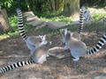 Beeldnr : 114 van 169
Naam : apij_c42.jpg
Folder : fotos/jaren-201x/2016-2/avifauna/10-sep/
Formaat : 900 x 675px
Thumb : 120 x 90px
Richting : Landschap
Bloknr : 3 van 4
Beeldnrs : 101 tm 150
Beelden in blok : 50