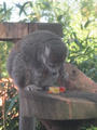 Beeldnr : 115 van 169
Naam : apij_c44.jpg
Folder : fotos/jaren-201x/2016-2/avifauna/10-sep/
Formaat : 675 x 900px
Thumb : 90 x 120px
Richting : Portret
Bloknr : 3 van 4
Beeldnrs : 101 tm 150
Beelden in blok : 50