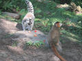 Beeldnr : 117 van 169
Naam : apij_c46.jpg
Folder : fotos/jaren-201x/2016-2/avifauna/10-sep/
Formaat : 900 x 675px
Thumb : 120 x 90px
Richting : Landschap
Bloknr : 3 van 4
Beeldnrs : 101 tm 150
Beelden in blok : 50