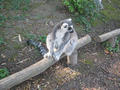 Beeldnr : 119 van 169
Naam : apij_c53.jpg
Folder : fotos/jaren-201x/2016-2/avifauna/10-sep/
Formaat : 900 x 675px
Thumb : 120 x 90px
Richting : Landschap
Bloknr : 3 van 4
Beeldnrs : 101 tm 150
Beelden in blok : 50