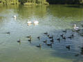 Beeldnr : 124 van 169
Naam : apij_c62.jpg
Folder : fotos/jaren-201x/2016-2/avifauna/10-sep/
Formaat : 900 x 675px
Thumb : 120 x 90px
Richting : Landschap
Bloknr : 3 van 4
Beeldnrs : 101 tm 150
Beelden in blok : 50