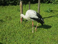 Beeldnr : 130 van 169
Naam : apij_c68.jpg
Folder : fotos/jaren-201x/2016-2/avifauna/10-sep/
Formaat : 900 x 675px
Thumb : 120 x 90px
Richting : Landschap
Bloknr : 3 van 4
Beeldnrs : 101 tm 150
Beelden in blok : 50