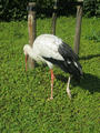 Beeldnr : 131 van 169
Naam : apij_c69.jpg
Folder : fotos/jaren-201x/2016-2/avifauna/10-sep/
Formaat : 675 x 900px
Thumb : 90 x 120px
Richting : Portret
Bloknr : 3 van 4
Beeldnrs : 101 tm 150
Beelden in blok : 50