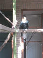 Beeldnr : 132 van 169
Naam : apij_c70.jpg
Folder : fotos/jaren-201x/2016-2/avifauna/10-sep/
Formaat : 675 x 900px
Thumb : 90 x 120px
Richting : Portret
Bloknr : 3 van 4
Beeldnrs : 101 tm 150
Beelden in blok : 50