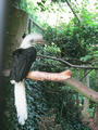 Beeldnr : 133 van 169
Naam : apij_c72.jpg
Folder : fotos/jaren-201x/2016-2/avifauna/10-sep/
Formaat : 675 x 900px
Thumb : 90 x 120px
Richting : Portret
Bloknr : 3 van 4
Beeldnrs : 101 tm 150
Beelden in blok : 50