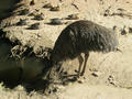 Beeldnr : 134 van 169
Naam : apij_c73.jpg
Folder : fotos/jaren-201x/2016-2/avifauna/10-sep/
Formaat : 900 x 675px
Thumb : 120 x 90px
Richting : Landschap
Bloknr : 3 van 4
Beeldnrs : 101 tm 150
Beelden in blok : 50