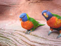 Beeldnr : 138 van 169
Naam : apij_c79.jpg
Folder : fotos/jaren-201x/2016-2/avifauna/10-sep/
Formaat : 900 x 675px
Thumb : 120 x 90px
Richting : Landschap
Bloknr : 3 van 4
Beeldnrs : 101 tm 150
Beelden in blok : 50