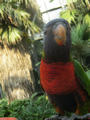 Beeldnr : 143 van 169
Naam : apij_c84.jpg
Folder : fotos/jaren-201x/2016-2/avifauna/10-sep/
Formaat : 675 x 900px
Thumb : 90 x 120px
Richting : Portret
Bloknr : 3 van 4
Beeldnrs : 101 tm 150
Beelden in blok : 50