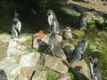 Beeldnr : 152 van 169
Naam : apij_c93.jpg
Folder : fotos/jaren-201x/2016-2/avifauna/10-sep/
Formaat : 900 x 675px
Thumb : 120 x 90px
Richting : Landschap
Bloknr : 4 van 4
Beeldnrs : 151 tm 169
Beelden in blok : 19
