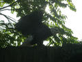 Beeldnr : 155 van 169
Naam : apij_c98.jpg
Folder : fotos/jaren-201x/2016-2/avifauna/10-sep/
Formaat : 900 x 675px
Thumb : 120 x 90px
Richting : Landschap
Bloknr : 4 van 4
Beeldnrs : 151 tm 169
Beelden in blok : 19