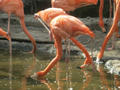 Beeldnr : 158 van 169
Naam : apij_d01.jpg
Folder : fotos/jaren-201x/2016-2/avifauna/10-sep/
Formaat : 900 x 675px
Thumb : 120 x 90px
Richting : Landschap
Bloknr : 4 van 4
Beeldnrs : 151 tm 169
Beelden in blok : 19