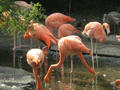 Beeldnr : 159 van 169
Naam : apij_d03.jpg
Folder : fotos/jaren-201x/2016-2/avifauna/10-sep/
Formaat : 900 x 675px
Thumb : 120 x 90px
Richting : Landschap
Bloknr : 4 van 4
Beeldnrs : 151 tm 169
Beelden in blok : 19
