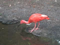 Beeldnr : 160 van 169
Naam : apij_d05.jpg
Folder : fotos/jaren-201x/2016-2/avifauna/10-sep/
Formaat : 900 x 675px
Thumb : 120 x 90px
Richting : Landschap
Bloknr : 4 van 4
Beeldnrs : 151 tm 169
Beelden in blok : 19