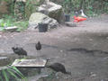Beeldnr : 161 van 169
Naam : apij_d06.jpg
Folder : fotos/jaren-201x/2016-2/avifauna/10-sep/
Formaat : 900 x 675px
Thumb : 120 x 90px
Richting : Landschap
Bloknr : 4 van 4
Beeldnrs : 151 tm 169
Beelden in blok : 19