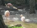 Beeldnr : 162 van 169
Naam : apij_d07.jpg
Folder : fotos/jaren-201x/2016-2/avifauna/10-sep/
Formaat : 900 x 675px
Thumb : 120 x 90px
Richting : Landschap
Bloknr : 4 van 4
Beeldnrs : 151 tm 169
Beelden in blok : 19