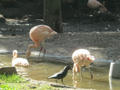 Beeldnr : 163 van 169
Naam : apij_d09.jpg
Folder : fotos/jaren-201x/2016-2/avifauna/10-sep/
Formaat : 900 x 675px
Thumb : 120 x 90px
Richting : Landschap
Bloknr : 4 van 4
Beeldnrs : 151 tm 169
Beelden in blok : 19
