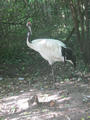 Beeldnr : 165 van 169
Naam : apij_d14.jpg
Folder : fotos/jaren-201x/2016-2/avifauna/10-sep/
Formaat : 675 x 900px
Thumb : 90 x 120px
Richting : Portret
Bloknr : 4 van 4
Beeldnrs : 151 tm 169
Beelden in blok : 19