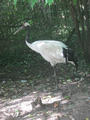 Beeldnr : 166 van 169
Naam : apij_d16.jpg
Folder : fotos/jaren-201x/2016-2/avifauna/10-sep/
Formaat : 675 x 900px
Thumb : 90 x 120px
Richting : Portret
Bloknr : 4 van 4
Beeldnrs : 151 tm 169
Beelden in blok : 19