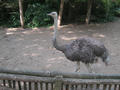 Beeldnr : 167 van 169
Naam : apij_d17.jpg
Folder : fotos/jaren-201x/2016-2/avifauna/10-sep/
Formaat : 900 x 675px
Thumb : 120 x 90px
Richting : Landschap
Bloknr : 4 van 4
Beeldnrs : 151 tm 169
Beelden in blok : 19