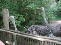 Beeldnr : 168 van 169
Naam : apij_d19.jpg
Folder : fotos/jaren-201x/2016-2/avifauna/10-sep/
Formaat : 900 x 675px
Thumb : 120 x 90px
Richting : Landschap
Bloknr : 4 van 4
Beeldnrs : 151 tm 169
Beelden in blok : 19
