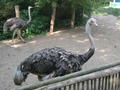 Beeldnr : 169 van 169
Naam : apij_d21.jpg
Folder : fotos/jaren-201x/2016-2/avifauna/10-sep/
Formaat : 900 x 675px
Thumb : 120 x 90px
Richting : Landschap
Bloknr : 4 van 4
Beeldnrs : 151 tm 169
Beelden in blok : 19