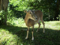 Beeldnr : 13 van 79
Naam : aphw_b09.jpg
Folder : fotos/jaren-201x/2016-2/oberhambach/23-aug/
Formaat : 900 x 675px
Thumb : 120 x 90px
Richting : Landschap
Bloknr : 1 van 2
Beeldnrs : 1 tm 50
Beelden in blok : 50