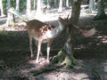 Beeldnr : 16 van 79
Naam : aphw_b12.jpg
Folder : fotos/jaren-201x/2016-2/oberhambach/23-aug/
Formaat : 900 x 675px
Thumb : 120 x 90px
Richting : Landschap
Bloknr : 1 van 2
Beeldnrs : 1 tm 50
Beelden in blok : 50