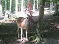 Beeldnr : 17 van 79
Naam : aphw_b13.jpg
Folder : fotos/jaren-201x/2016-2/oberhambach/23-aug/
Formaat : 900 x 675px
Thumb : 120 x 90px
Richting : Landschap
Bloknr : 1 van 2
Beeldnrs : 1 tm 50
Beelden in blok : 50