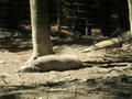 Beeldnr : 29 van 79
Naam : aphw_b25.jpg
Folder : fotos/jaren-201x/2016-2/oberhambach/23-aug/
Formaat : 900 x 675px
Thumb : 120 x 90px
Richting : Landschap
Bloknr : 1 van 2
Beeldnrs : 1 tm 50
Beelden in blok : 50