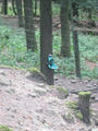Beeldnr : 29 van 177
Naam : aphcza98.jpg
Folder : fotos/jaren-201x/2016-2/oberhambach/29-aug/
Formaat : 675 x 900px
Thumb : 90 x 120px
Richting : Portret
Bloknr : 1 van 4
Beeldnrs : 1 tm 50
Beelden in blok : 50