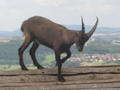 Beeldnr : 86 van 177
Naam : aphczb55.jpg
Folder : fotos/jaren-201x/2016-2/oberhambach/29-aug/
Formaat : 900 x 675px
Thumb : 120 x 90px
Richting : Landschap
Bloknr : 2 van 4
Beeldnrs : 51 tm 100
Beelden in blok : 50