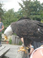 Beeldnr : 150 van 177
Naam : aphczc20.jpg
Folder : fotos/jaren-201x/2016-2/oberhambach/29-aug/
Formaat : 675 x 900px
Thumb : 90 x 120px
Richting : Portret
Bloknr : 3 van 4
Beeldnrs : 101 tm 150
Beelden in blok : 50