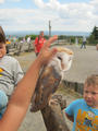 Beeldnr : 157 van 177
Naam : aphczc31.jpg
Folder : fotos/jaren-201x/2016-2/oberhambach/29-aug/
Formaat : 675 x 900px
Thumb : 90 x 120px
Richting : Portret
Bloknr : 4 van 4
Beeldnrs : 151 tm 177
Beelden in blok : 27