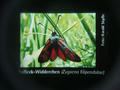 Beeldnr : 176 van 284
Naam : aphdzc29.jpg
Folder : fotos/jaren-201x/2016-2/oberhambach/30-aug/
Formaat : 900 x 675px
Thumb : 120 x 90px
Richting : Landschap
Bloknr : 4 van 6
Beeldnrs : 151 tm 200
Beelden in blok : 50