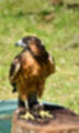 Beeldnr : 93 van 191
Naam : ji5l0116.jpg
Folder : fotos/jaren-201x/2018-2/kasteel-amersoyen/21-mei/
Formaat : 900 x 1500px
Thumb : 72 x 120px
Richting : Portret
Bloknr : 2 van 4
Beeldnrs : 51 tm 100
Beelden in blok : 50