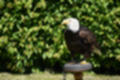 Beeldnr : 98 van 191
Naam : ji5l0124.jpg
Folder : fotos/jaren-201x/2018-2/kasteel-amersoyen/21-mei/
Formaat : 1350 x 900px
Thumb : 120 x 80px
Richting : Landschap
Bloknr : 2 van 4
Beeldnrs : 51 tm 100
Beelden in blok : 50