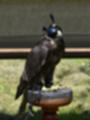 Beeldnr : 101 van 191
Naam : ji5l0130.jpg
Folder : fotos/jaren-201x/2018-2/kasteel-amersoyen/21-mei/
Formaat : 900 x 1200px
Thumb : 90 x 120px
Richting : Portret
Bloknr : 3 van 4
Beeldnrs : 101 tm 150
Beelden in blok : 50
