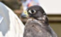 Beeldnr : 104 van 191
Naam : ji5l0134.jpg
Folder : fotos/jaren-201x/2018-2/kasteel-amersoyen/21-mei/
Formaat : 1500 x 900px
Thumb : 120 x 72px
Richting : Landschap
Bloknr : 3 van 4
Beeldnrs : 101 tm 150
Beelden in blok : 50