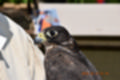 Beeldnr : 105 van 191
Naam : ji5l0135.jpg
Folder : fotos/jaren-201x/2018-2/kasteel-amersoyen/21-mei/
Formaat : 1200 x 800px
Thumb : 120 x 80px
Richting : Landschap
Bloknr : 3 van 4
Beeldnrs : 101 tm 150
Beelden in blok : 50