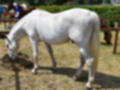 Beeldnr : 121 van 191
Naam : ji5l0157.jpg
Folder : fotos/jaren-201x/2018-2/kasteel-amersoyen/21-mei/
Formaat : 1200 x 900px
Thumb : 120 x 90px
Richting : Landschap
Bloknr : 3 van 4
Beeldnrs : 101 tm 150
Beelden in blok : 50